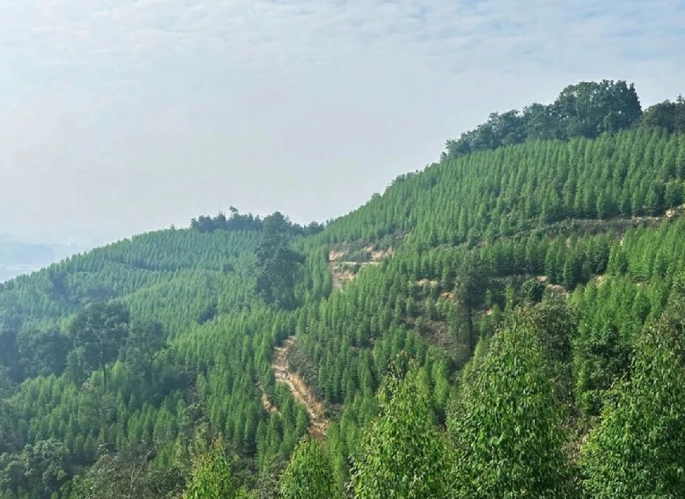 以奋斗之姿，书写绿美画卷