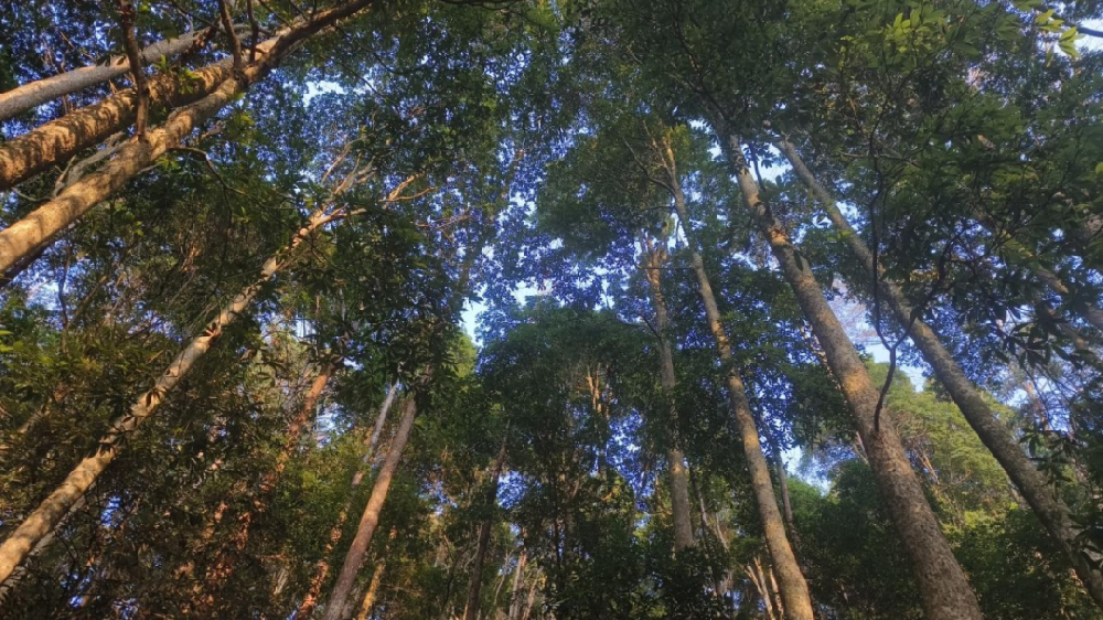 《林木科普》第三期：看一缕楠香，如何穿越历史烟云，诉说人与森林共生的智慧与责任